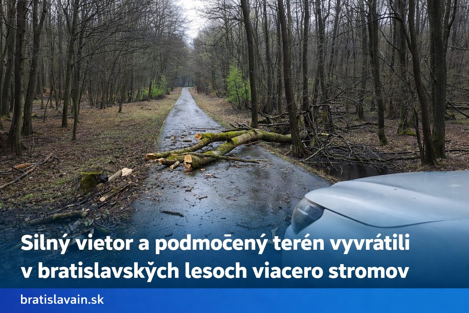 Silný vietor a podmočený terén vyvrátili v bratislavských lesoch viacero stromov. Hlavné trasy už spriechodnili