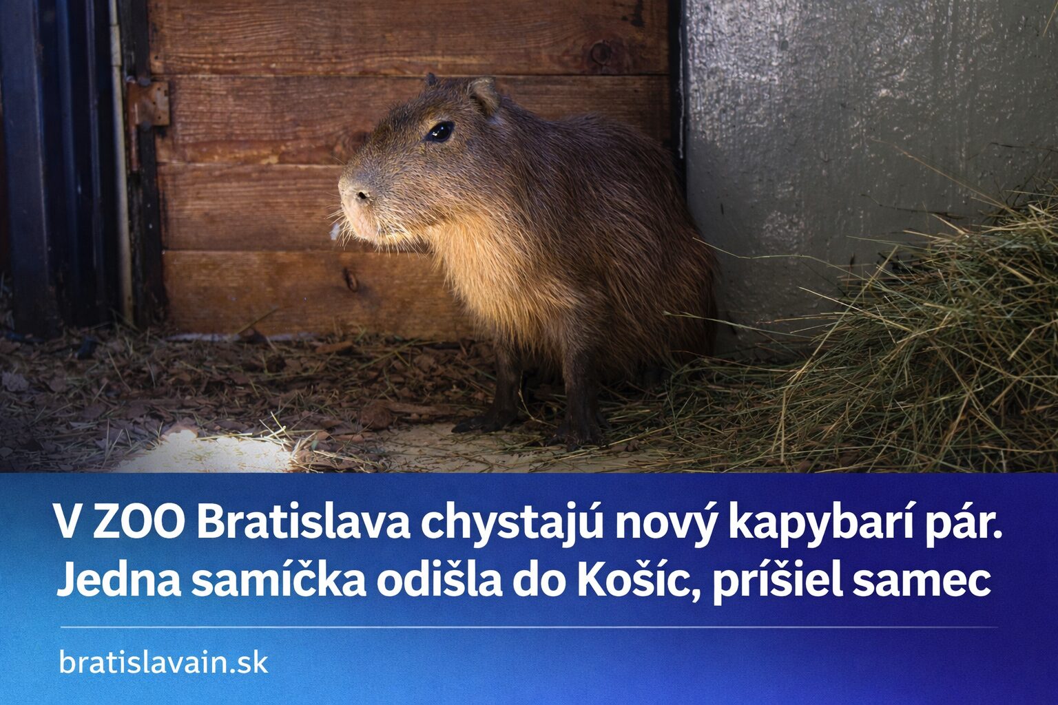 V ZOO Bratislava chystajú nový kapybarí pár. Jedna samička odišla do Košíc, prišiel samec