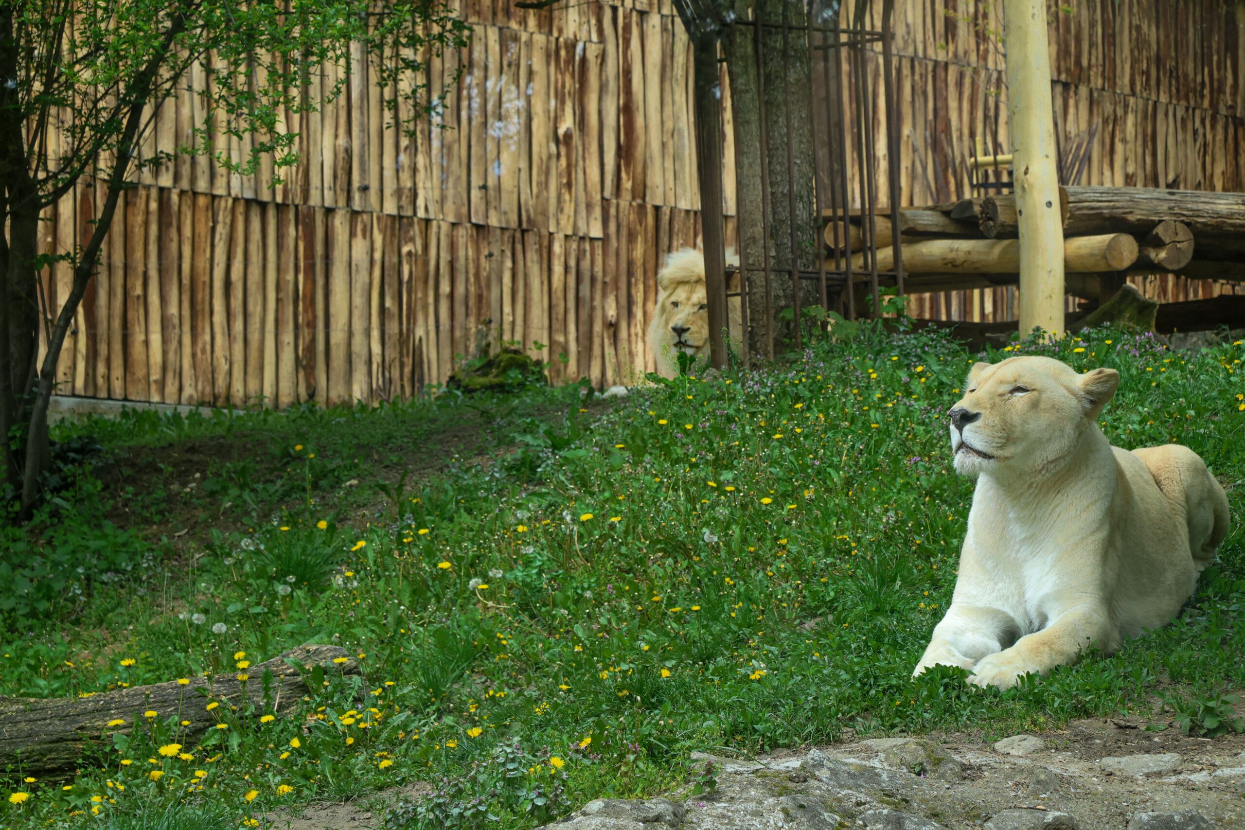 ZOO Bratislava spojila leví pár: Samba a Leia sú už spolu vo výbehu