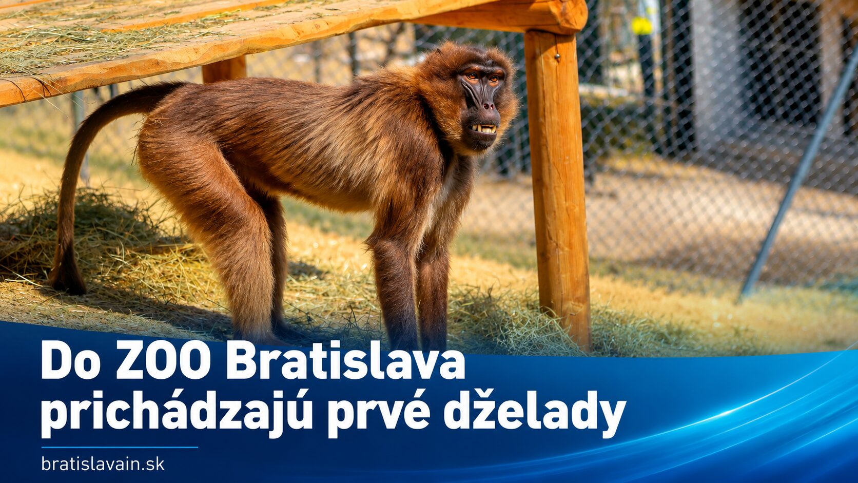 Do ZOO Bratislava prišli prvé dželady. Návštevníci ich už môžu vidieť